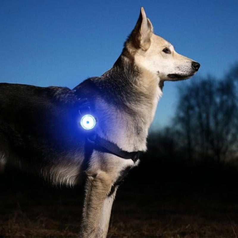 chien debout qui porte une lumière bleu allumé la nuit