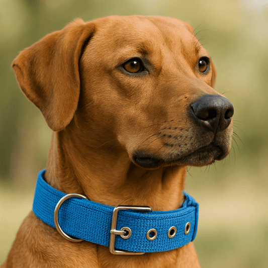 Collier chien | Confort Nylon™ - Compagnon du chien