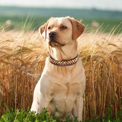 collier chien cuir marron orne labrador clair assis blé doré, Woof-issime