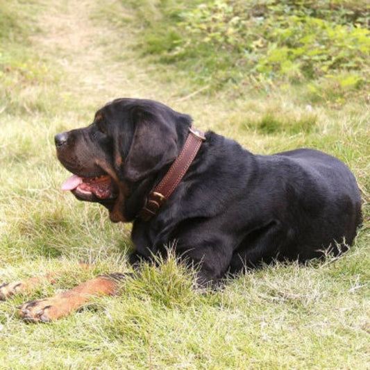 collier cuir chien | ClassCuir™ - Compagnon du chien