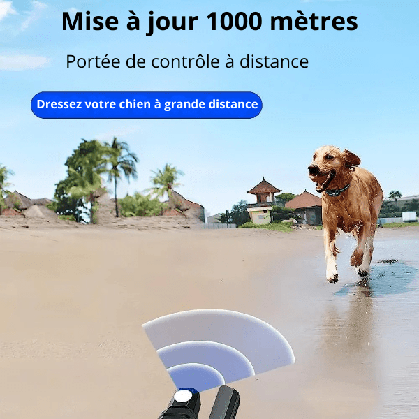 collier de dressage chien portée longue distance sur plage DressageTouch