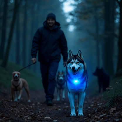 Collier lumineux chien securite led pour la nuit | SécuriLED™ - Compagnon du chien