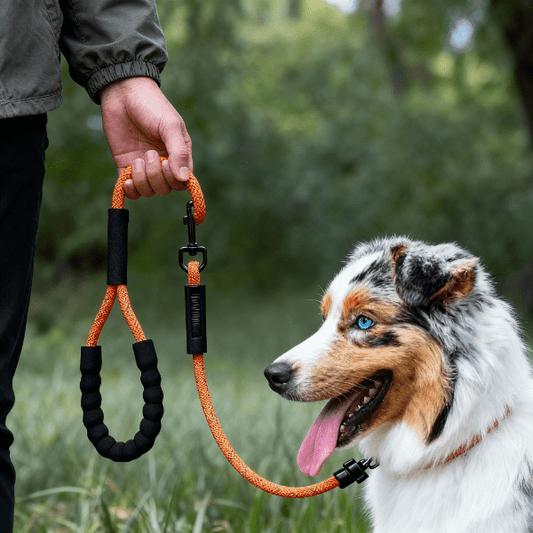 laisse longe pour chien orange poignée main prise confortable, Freedom Explorer