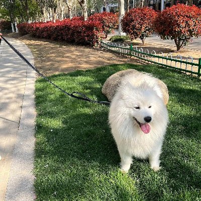 laisse pour chien blanc parc confort sécurité promenade, poils longs, Wouf Buddy
