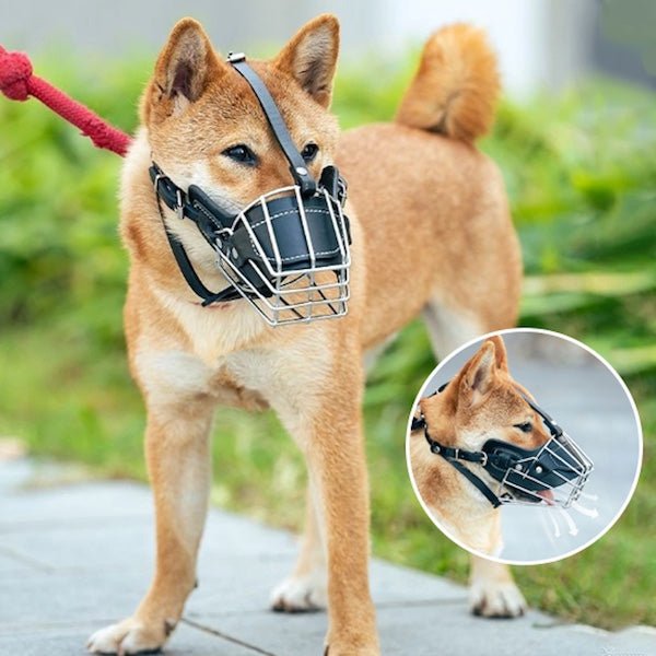 muselier chien shiba vue double muselière acier sécurisée Confort Premium